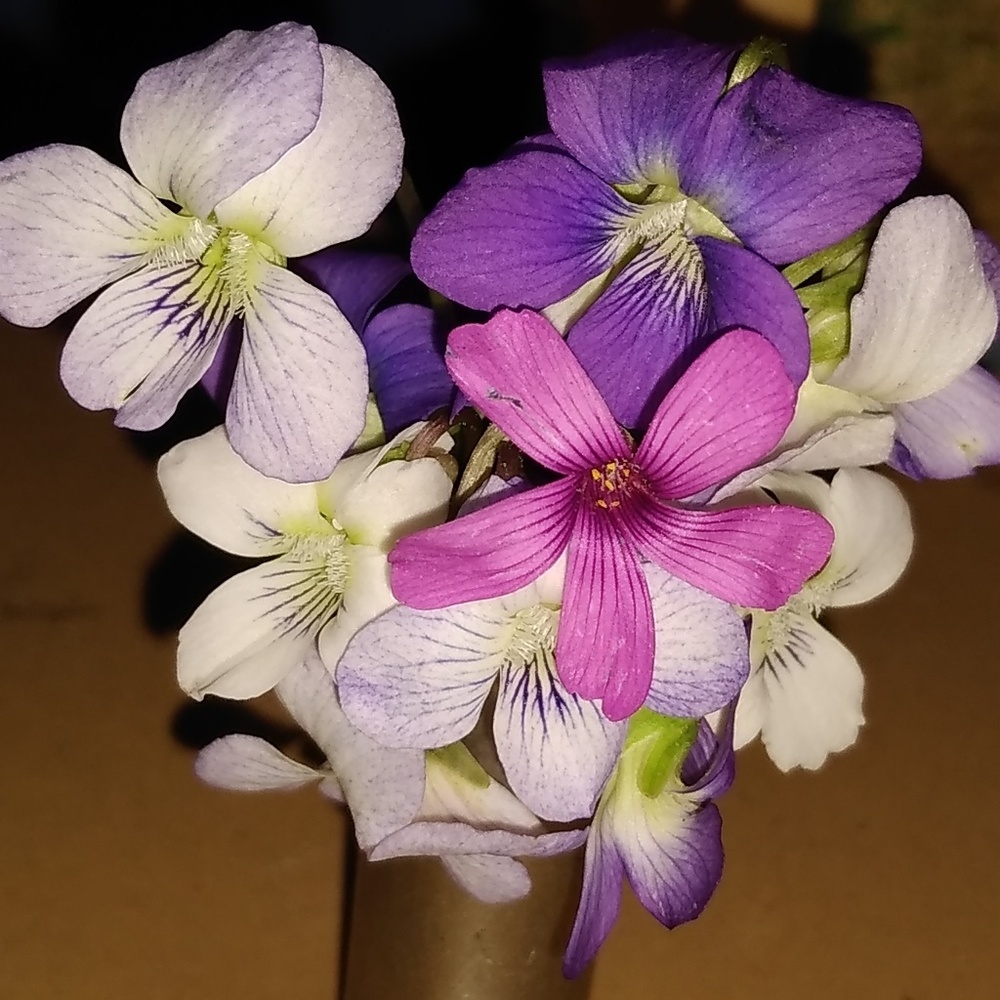 Meet your Posher, Candi